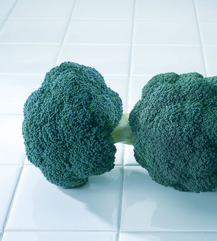 Destiny F1 - Broccoli from Kings Garden Center