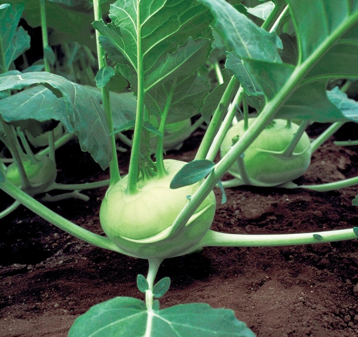 Quickstar F1 - Kohlrabi from Kings Garden Center