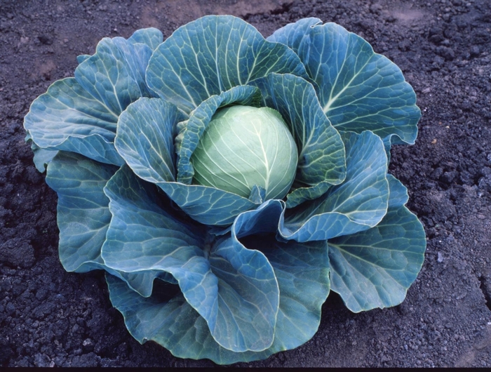 Late Flat Dutch - Cabbage from Kings Garden Center