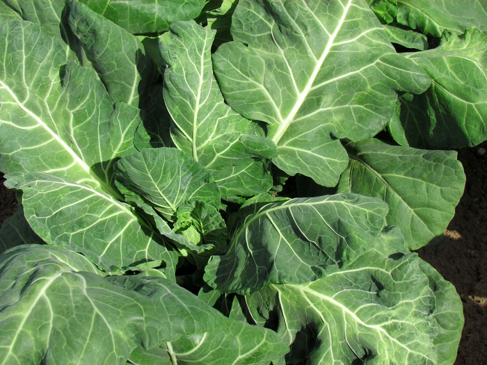 Vates - Collard from Kings Garden Center