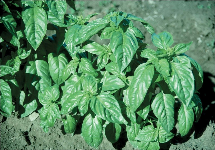 Italian Large Leaf - Italian Large Leaf Basil from Kings Garden Center