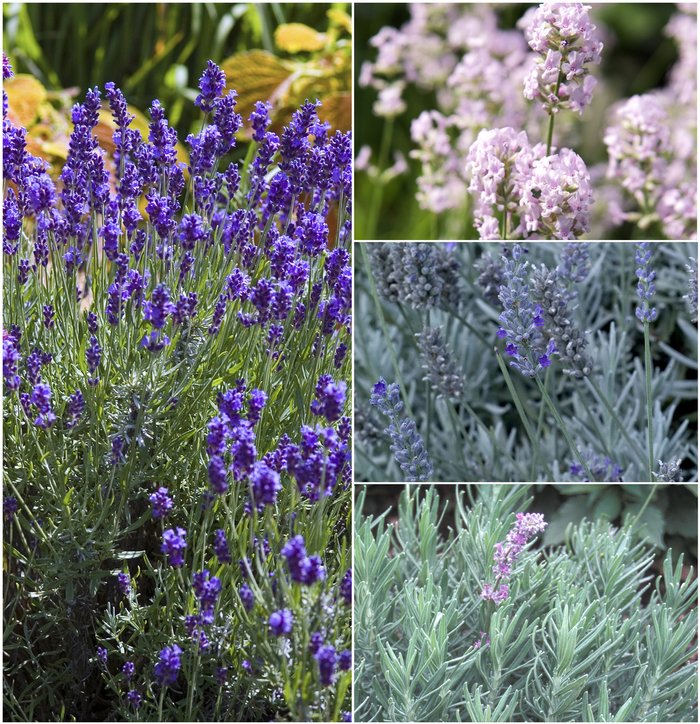 Lavandula - Lavender from Kings Garden Center