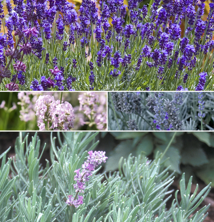 Lavender - Multiple Varieties from Kings Garden Center
