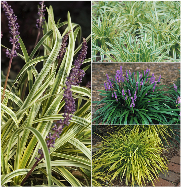 Liriope - Lilyturf - Multiple Varieties from Kings Garden Center