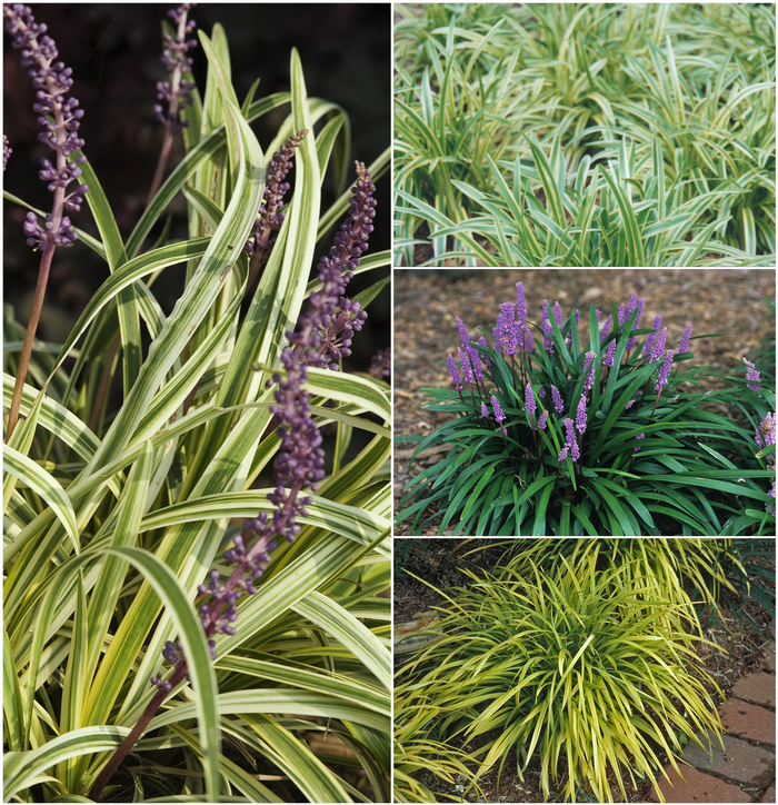 Liriope - Monkey Grass from Kings Garden Center