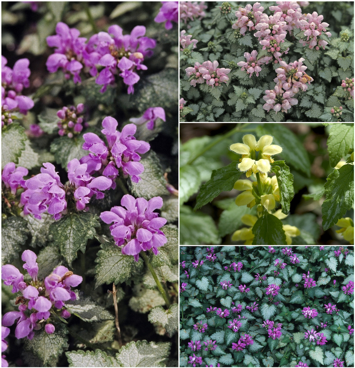 Lamium - Deadnettle from Kings Garden Center