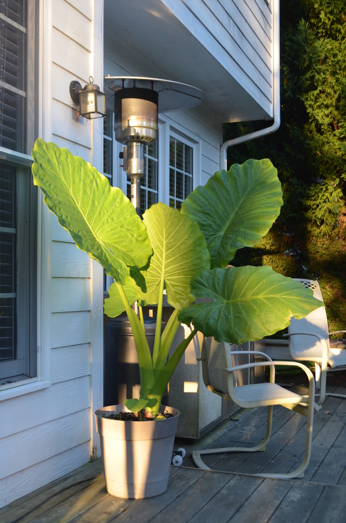 Elephant's Ear Green - Alocasia macrorrhiza from Kings Garden Center