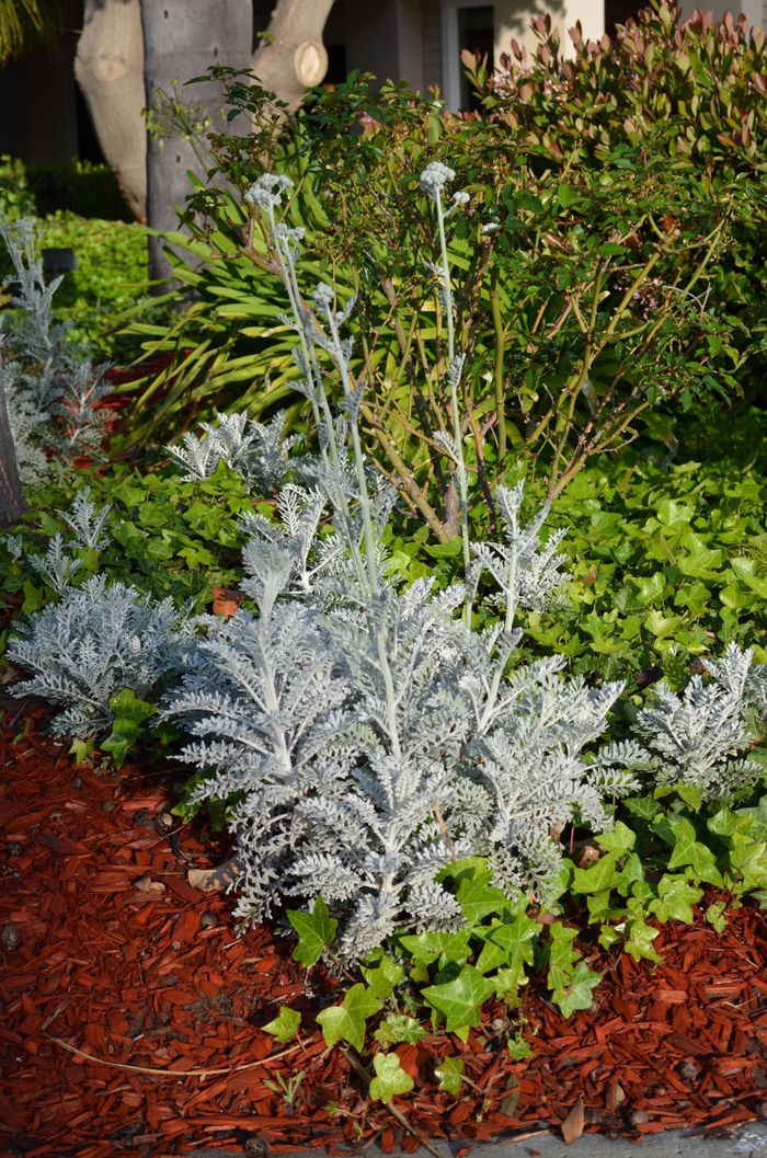 Dusty Miller - Senecio cineraria from Kings Garden Center