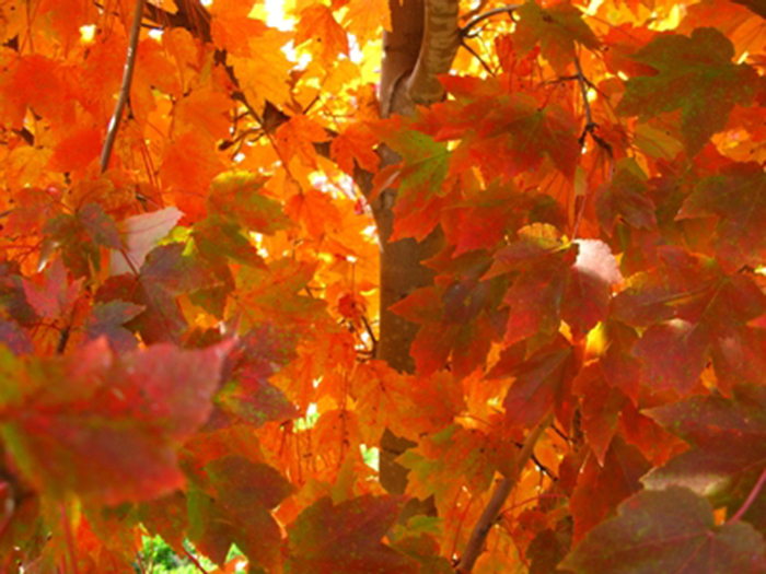 October Glory Maple - Acer rubrum 'October Glory' from Kings Garden Center