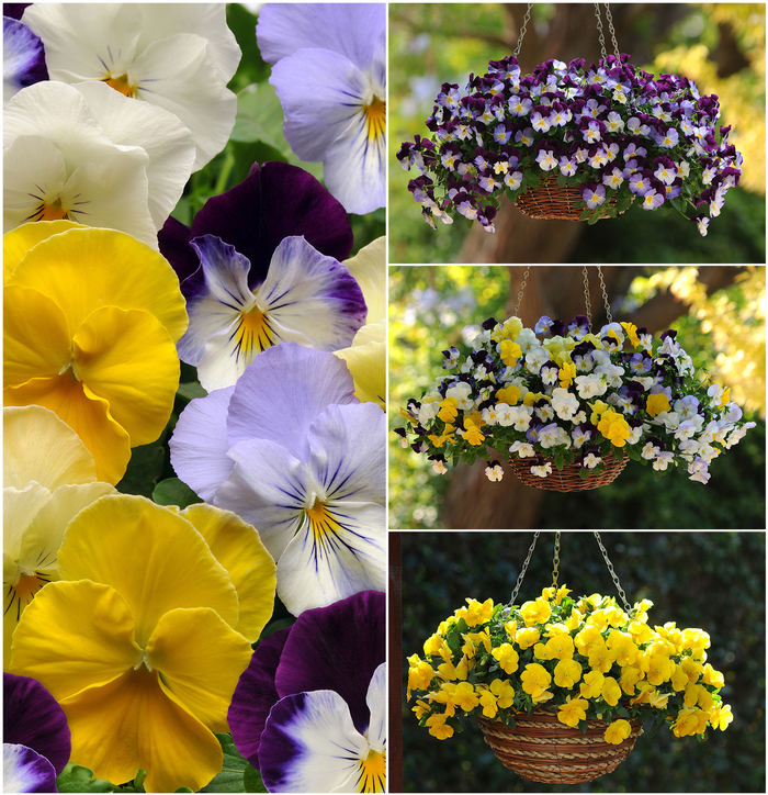 Pansy - Cool Wave from Kings Garden Center