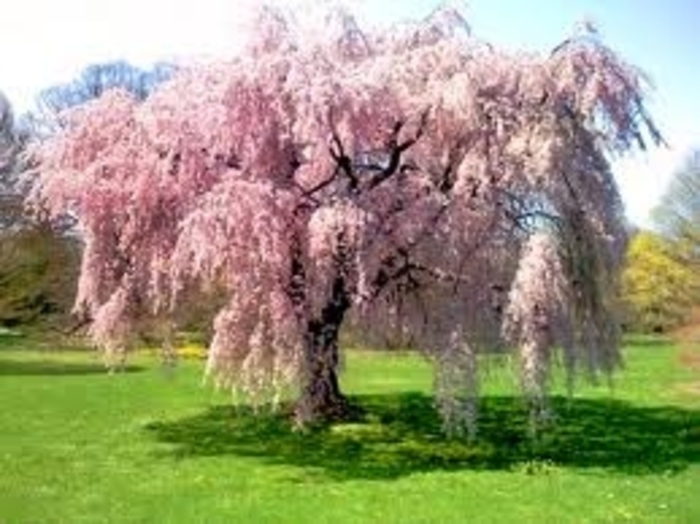 Weeping Higan Cherry - Prunus subhirtella 'Pendula' from Kings Garden Center