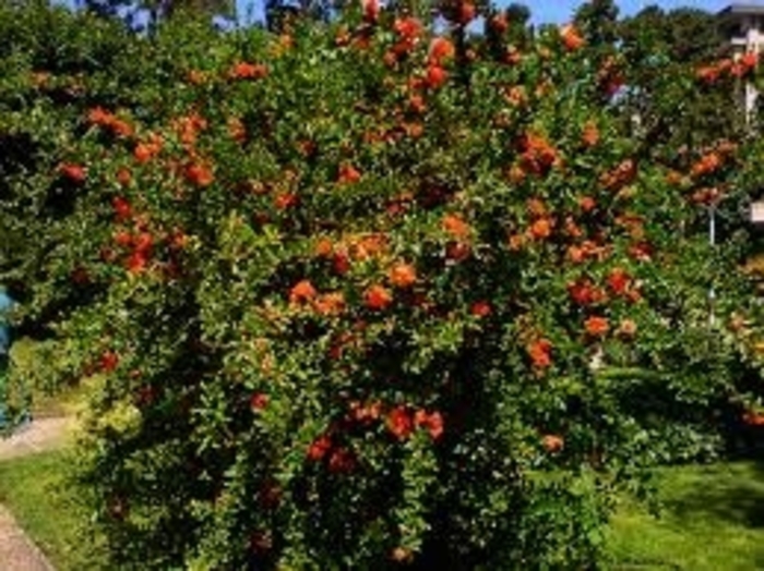Pomegranate - Punica granatum from Kings Garden Center