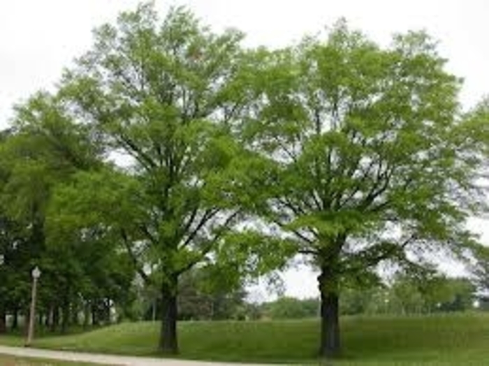 Willow Oak - Quercus phellos from Kings Garden Center