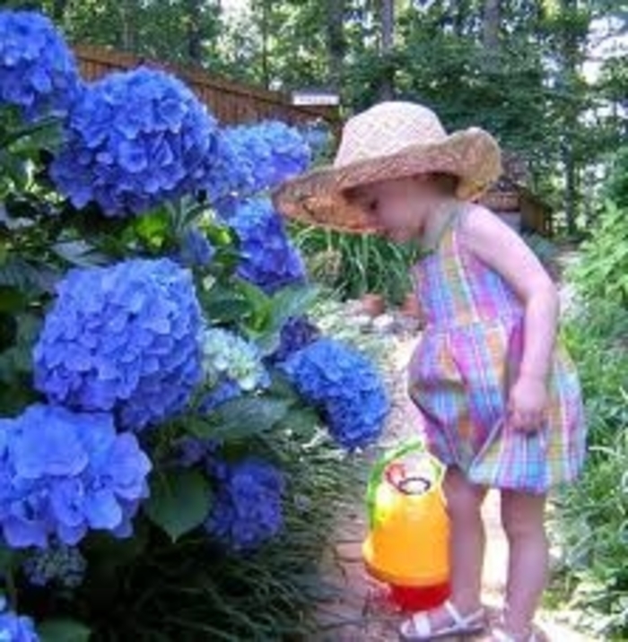 Nikko Blue Hydrangea - Hydrangea macrophylla 'Nikko Blue' from Kings Garden Center