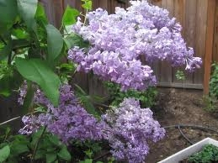 Lilac - Syringa vulgaris from Kings Garden Center