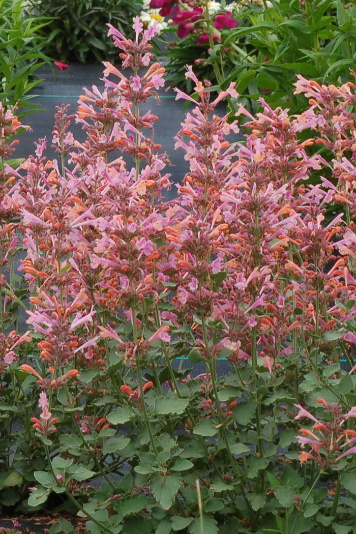 Dwarf hummingbird mint - Agastache 'Kudos™ Ambrosia' from Kings Garden Center