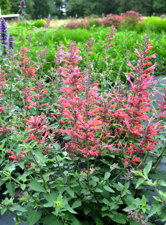 Dwarf hummingbird mint - Agastache 'Kudos™ Coral' from Kings Garden Center