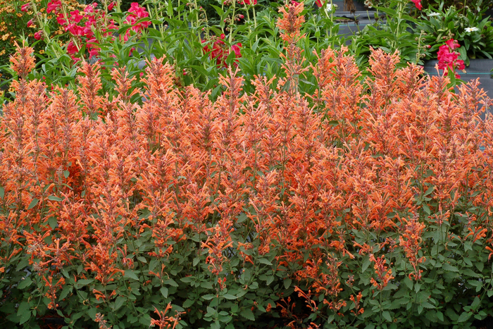 Dwarf hummingbird mint - Agastache 'Kudos™ Madarin' from Kings Garden Center