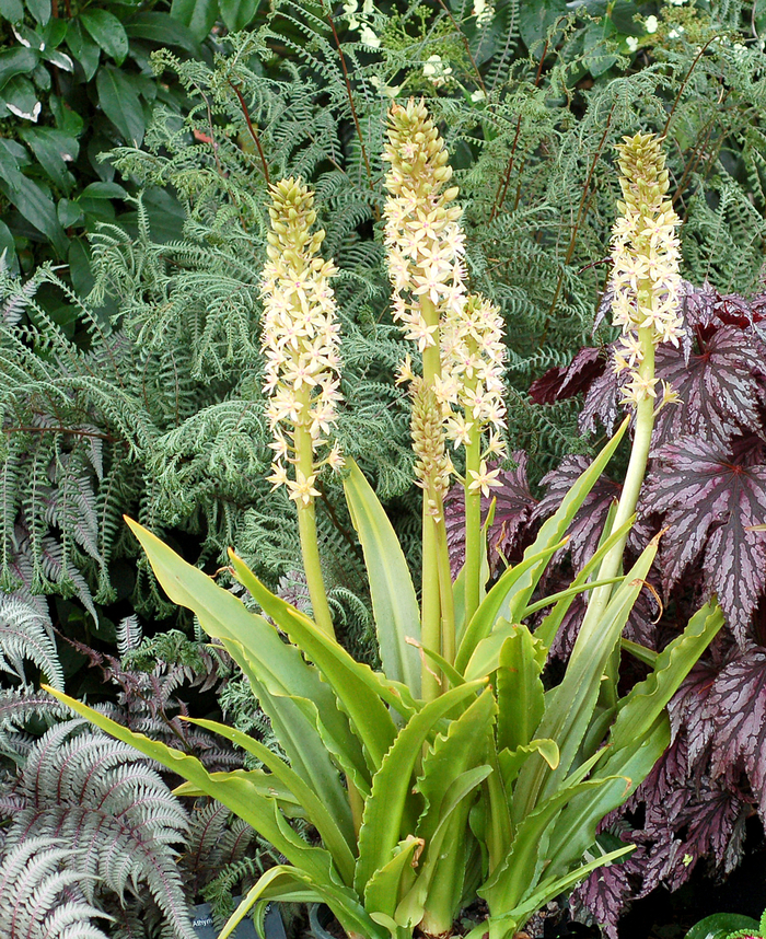 Dwarf Pineapple Lily Kings Garden Center