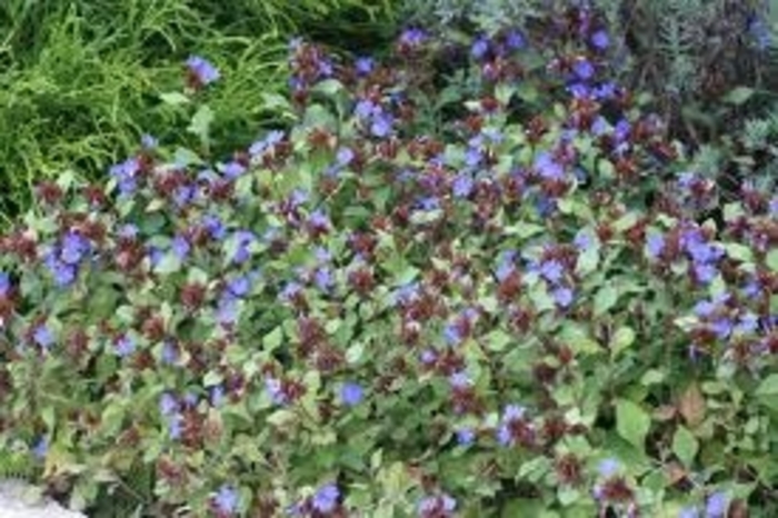 Plumbago - Ceratostigma plumbaginoides from Kings Garden Center