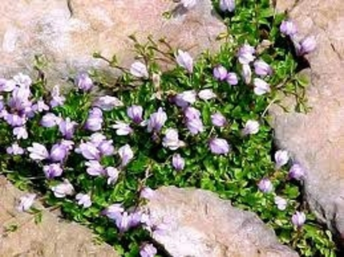 Mazus - Mazus reptans 'White' from Kings Garden Center