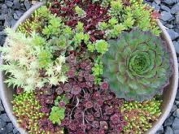 Stonecrop - Creeping Sedum varieties from Kings Garden Center