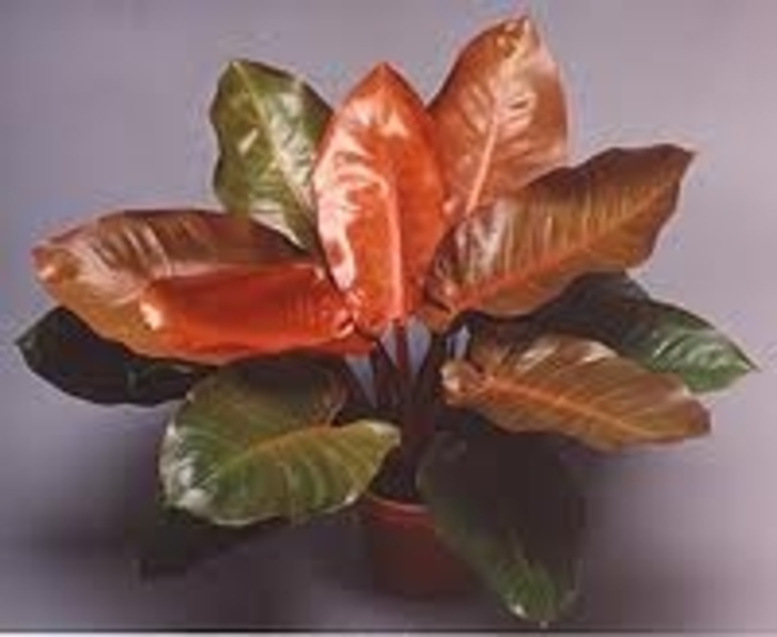 Prince of Orange - Philodendron 'Prince of Orange' from Kings Garden Center
