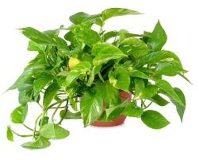 Pothos - Epipremnum aureum from Kings Garden Center