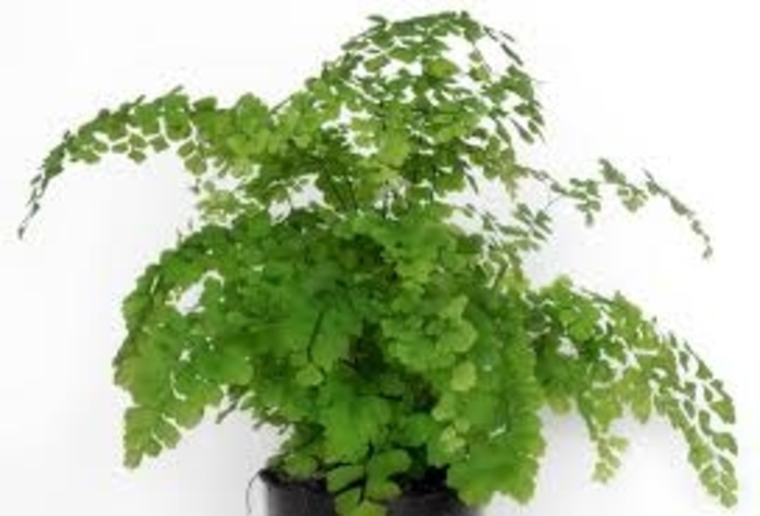 Maidenhair Ferns - Fern from Kings Garden Center