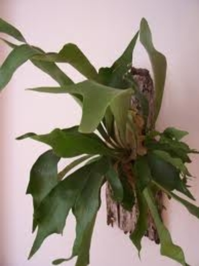 Staghorn Ferns - Fern from Kings Garden Center