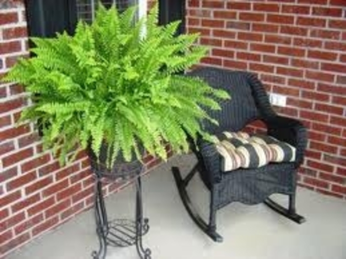 Sword Ferns - Fern from Kings Garden Center