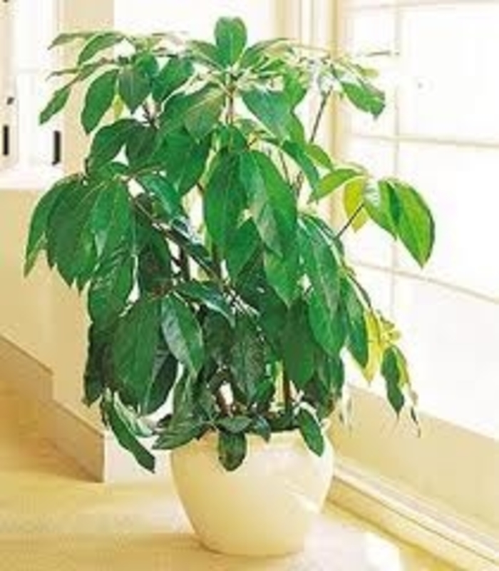 Umbrella Plant - Schefflera from Kings Garden Center