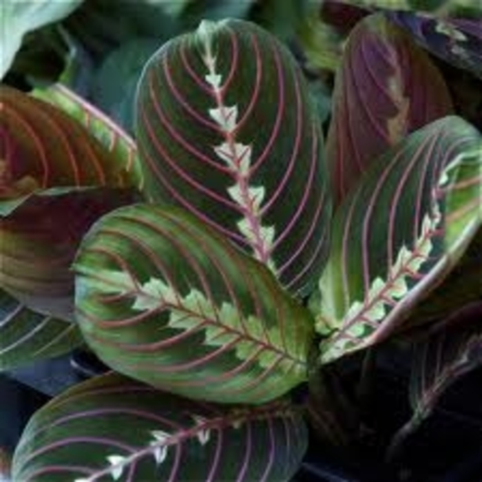 Prayer Plant - Maranta leuconeura from Kings Garden Center