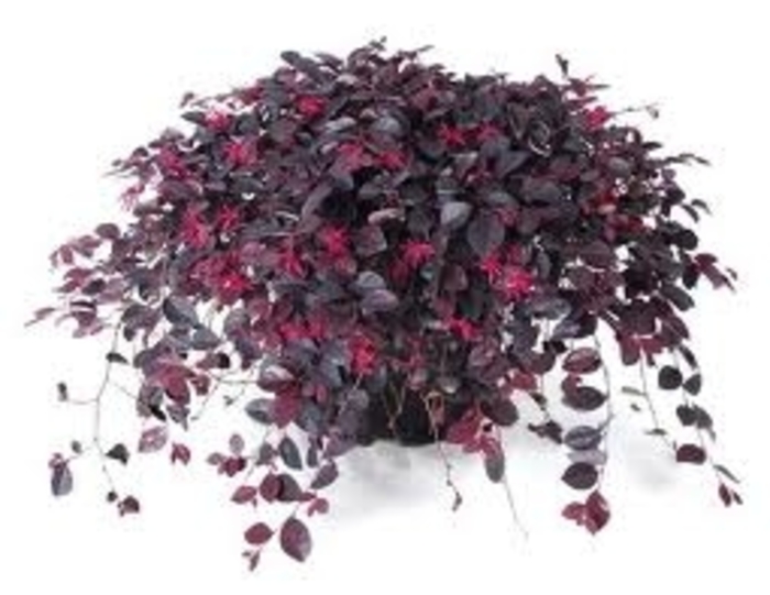 Purple Pixie® Loropetalum - Loropetalum chinensis 'Shang-lo' from Kings Garden Center