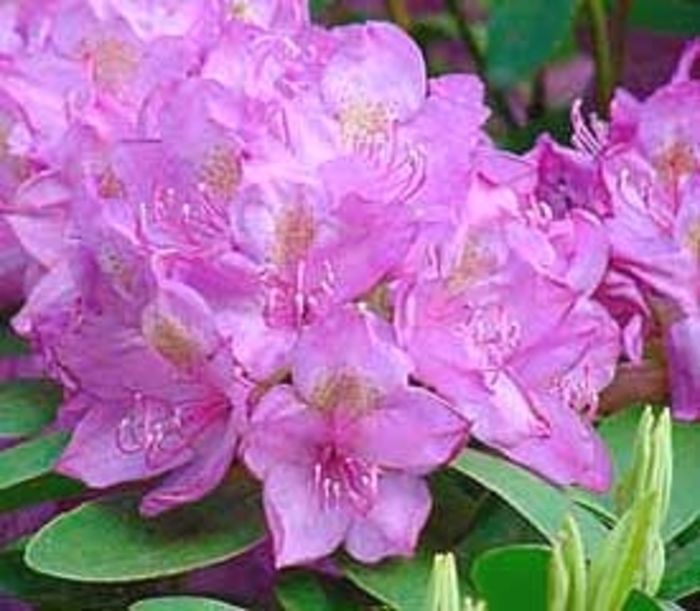 Roseum Elegans Rhododendron - Rhododendron 'Roseum Elegans' from Kings Garden Center