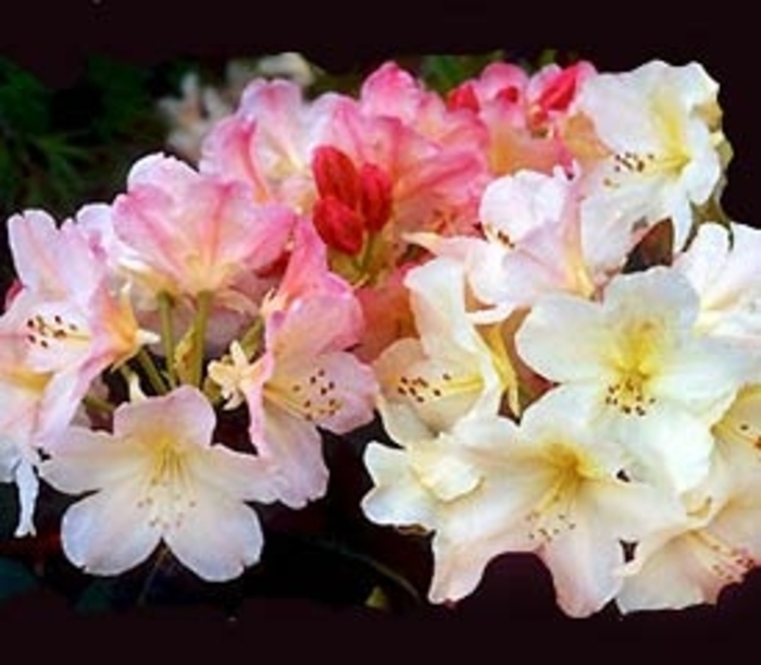 Percy Wiseman Rhododendron - Rhododendron hybrid 'Percy Wiseman' from Kings Garden Center