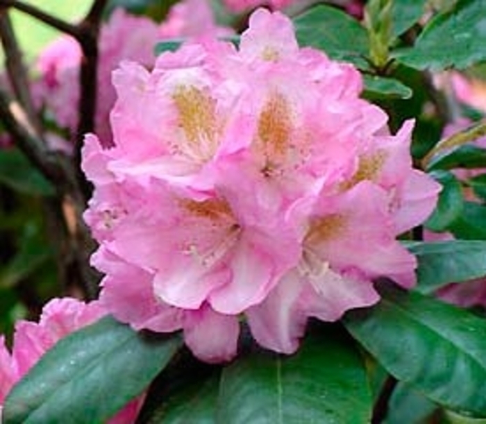 Scintillation Rhododendron - Rhododendron 'Scintillation' from Kings Garden Center