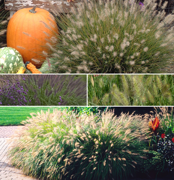 Grass-Ornamental - Pennisetum 'Multiple Varieties' from Kings Garden Center