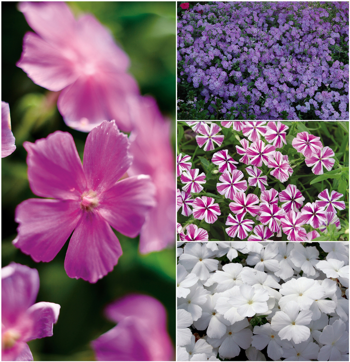 Phlox - Phlox 'Intensia® Series' from Kings Garden Center