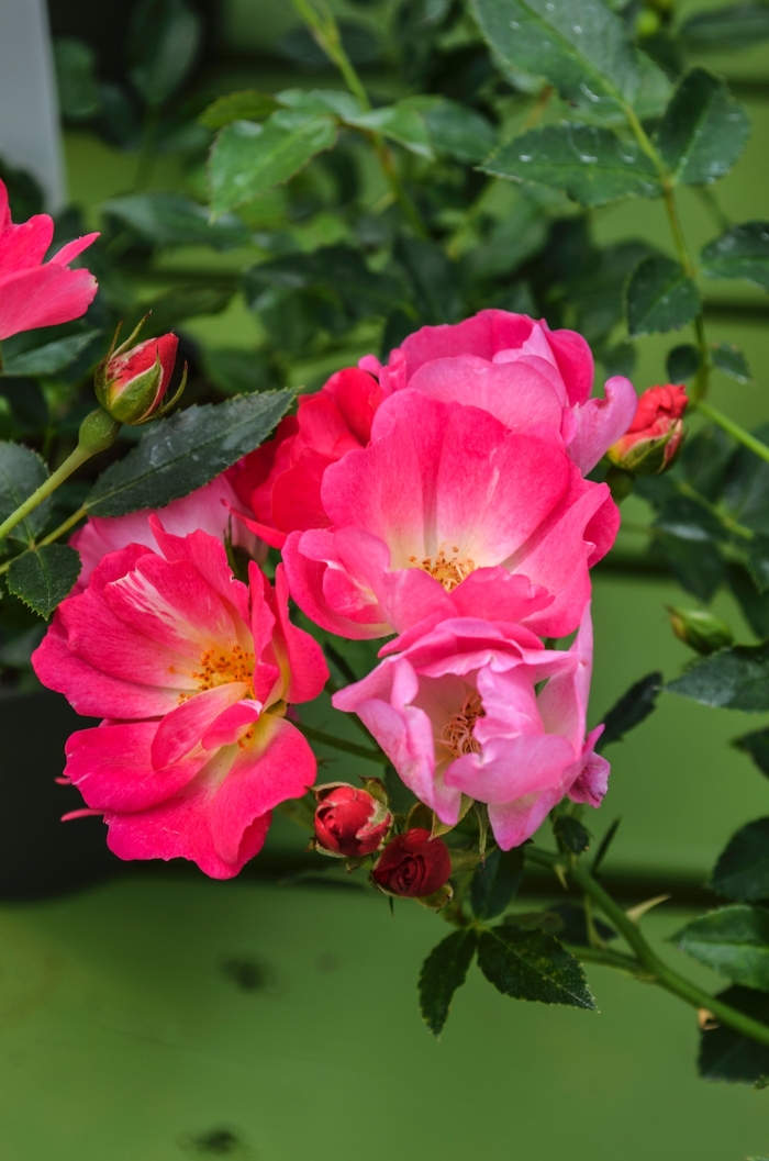 Pink Drift® - Rosa 'Meijocos' PP18874, CPBR 4874 from Kings Garden Center