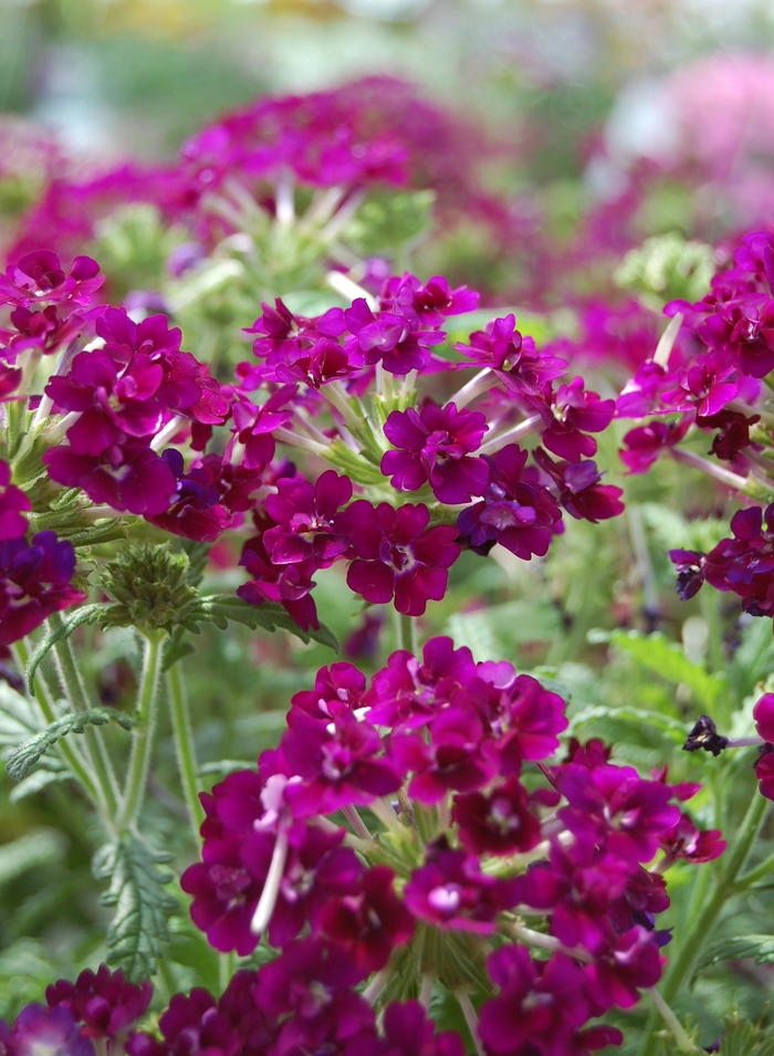 Verbena - Verbena 'Corsage Purple' from Kings Garden Center