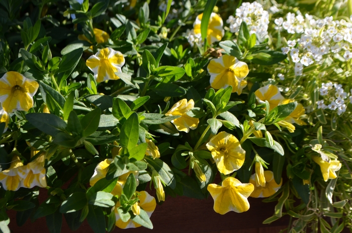 Superbells® Lemon Slice - Calibrachoa hybrid from Kings Garden Center