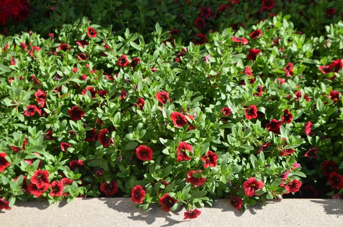 Superbells® Pomegranate Punch - Calibrachoa hybrid from Kings Garden Center