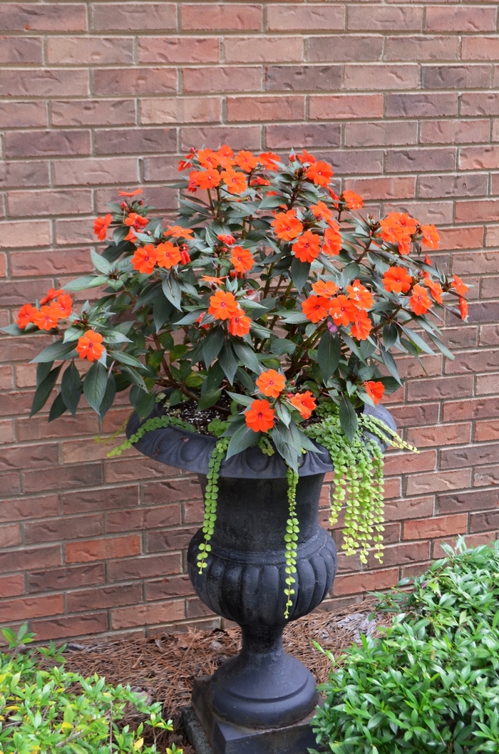 SunPatiens® Compact - Impatiens 'Electric Orange' from Kings Garden Center