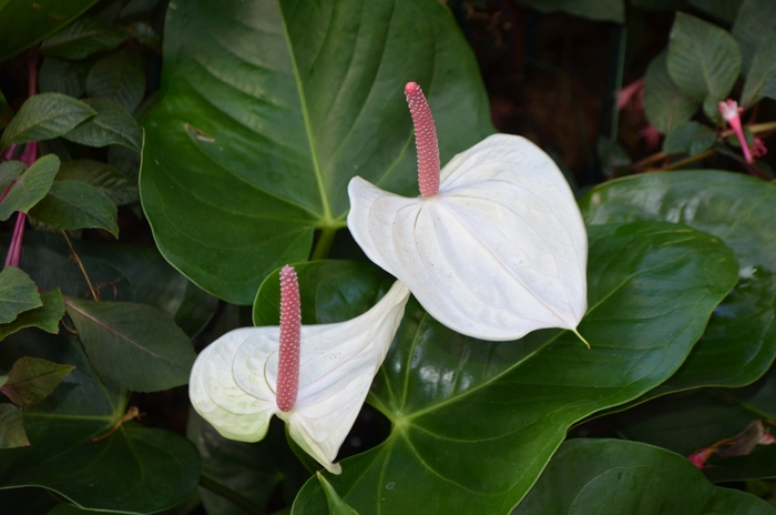 Flamingo Flower - Anthurium 'White Heart' from Kings Garden Center
