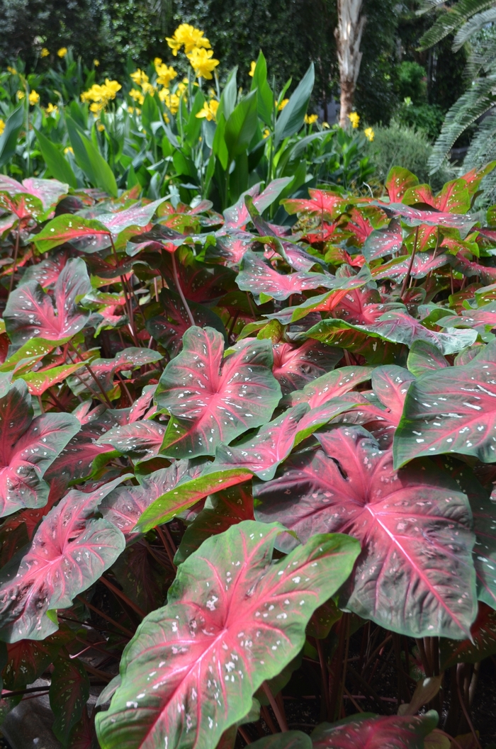 Red Flash - Caladium hortulanum 'Red Flash' from Kings Garden Center