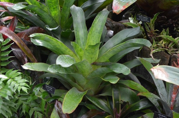 Bromeliad - Bromeliad x Androlaechmea 'Dean' from Kings Garden Center