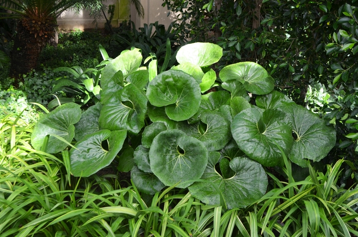 Giant Leopard Plant - Farfugium japonicum 'Giganteum' from Kings Garden Center