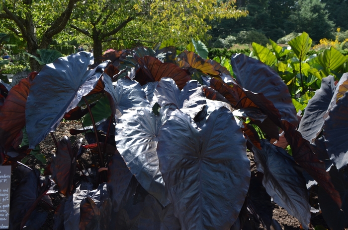 Elephant's Ear - Royal Hawaiian® 'Black Coral'' from Kings Garden Center