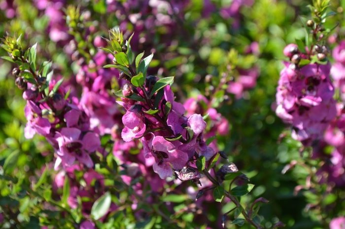 Archangel™ Raspberry Angelonia - Angelonia angustifolia from Kings Garden Center